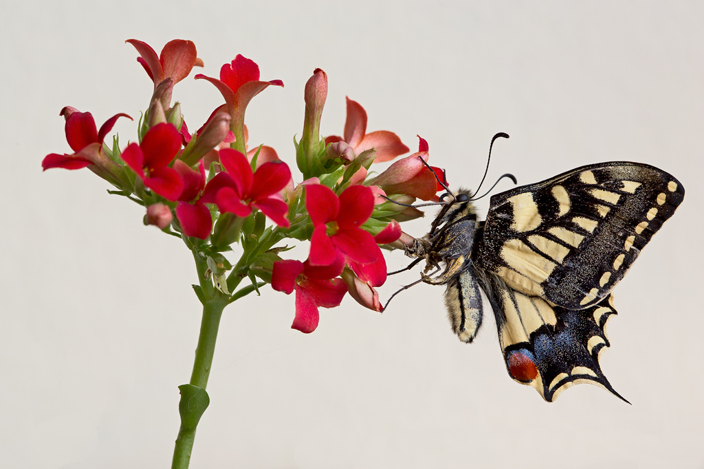 Papilio Machaon